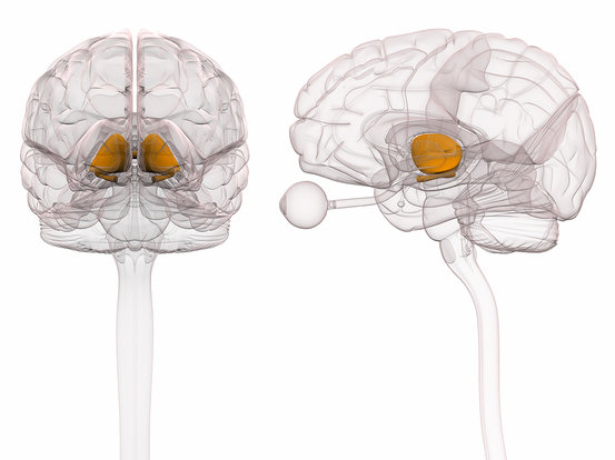 Thalamus Brain Anatomy