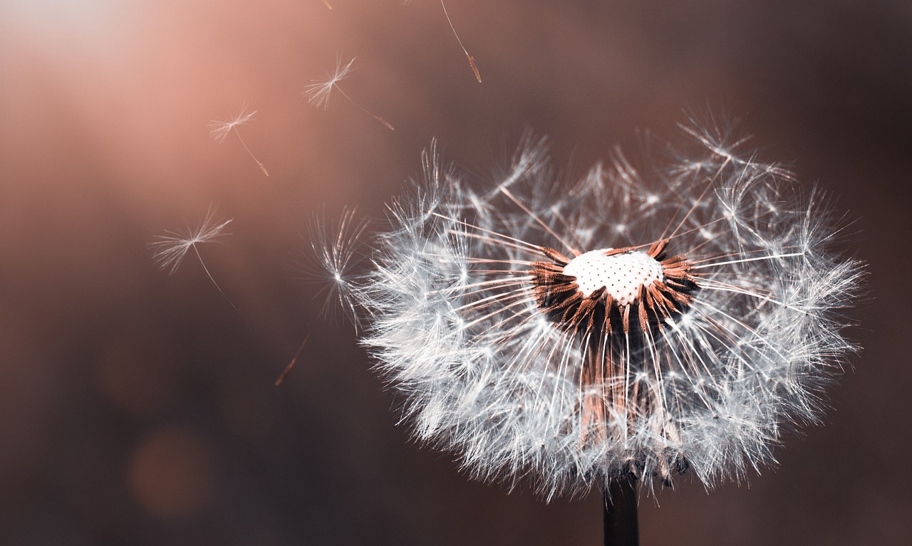 dandelion-3416140_1280