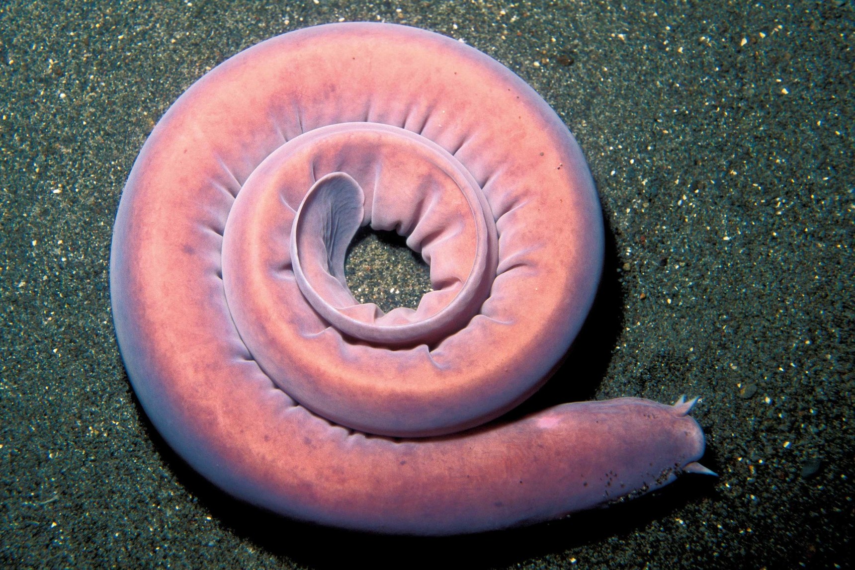 Cái nhìn khoa học về tuyến tùng (pineal gland) Hagfish