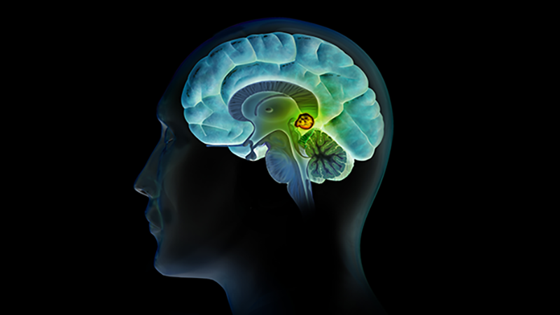 Cái nhìn khoa học về tuyến tùng (pineal gland) Pineal Gland Location