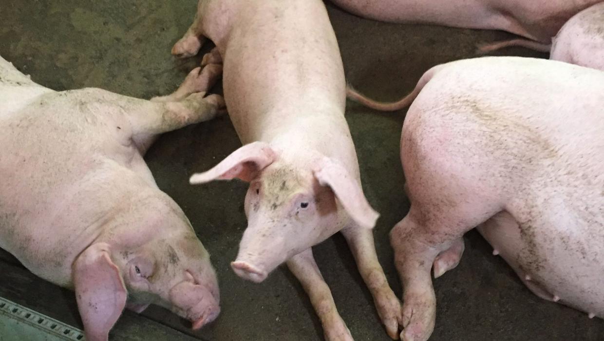 The-pigs-Le-thi-Vin-raises-in-Hanoi-Vietnam--e1531877148533