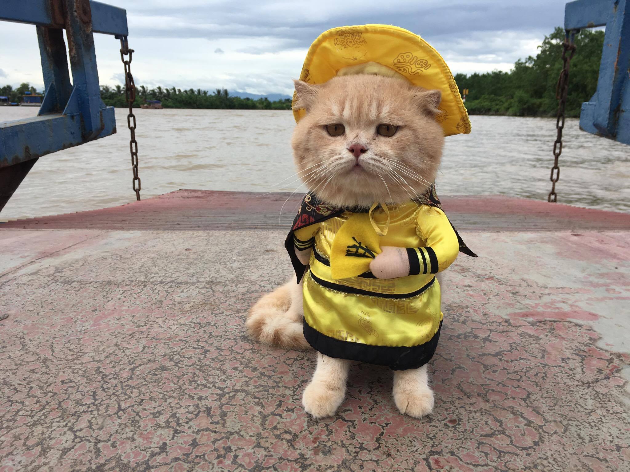 Bài học từ những con mèo: Méo quan tâm cat7