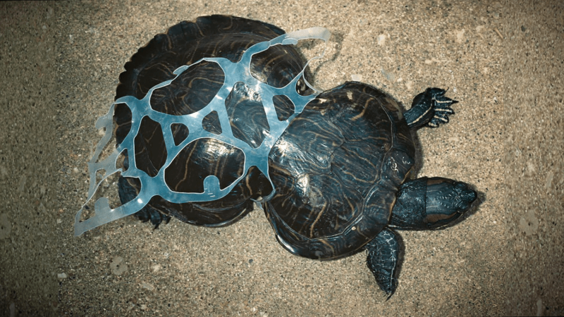 turtle
