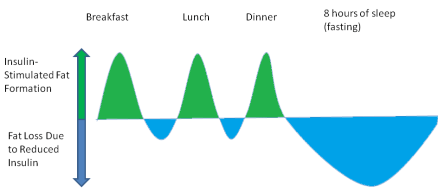 Lipolysis-Lipogenesis1