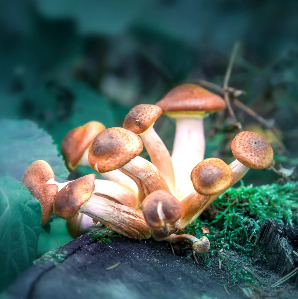 psilocybin-1546955049