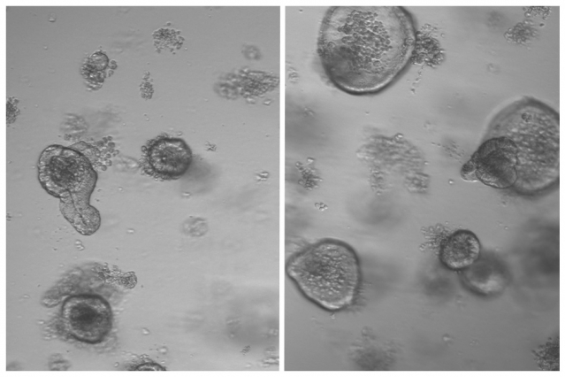 MIT-Stem-Cell-Diet_0