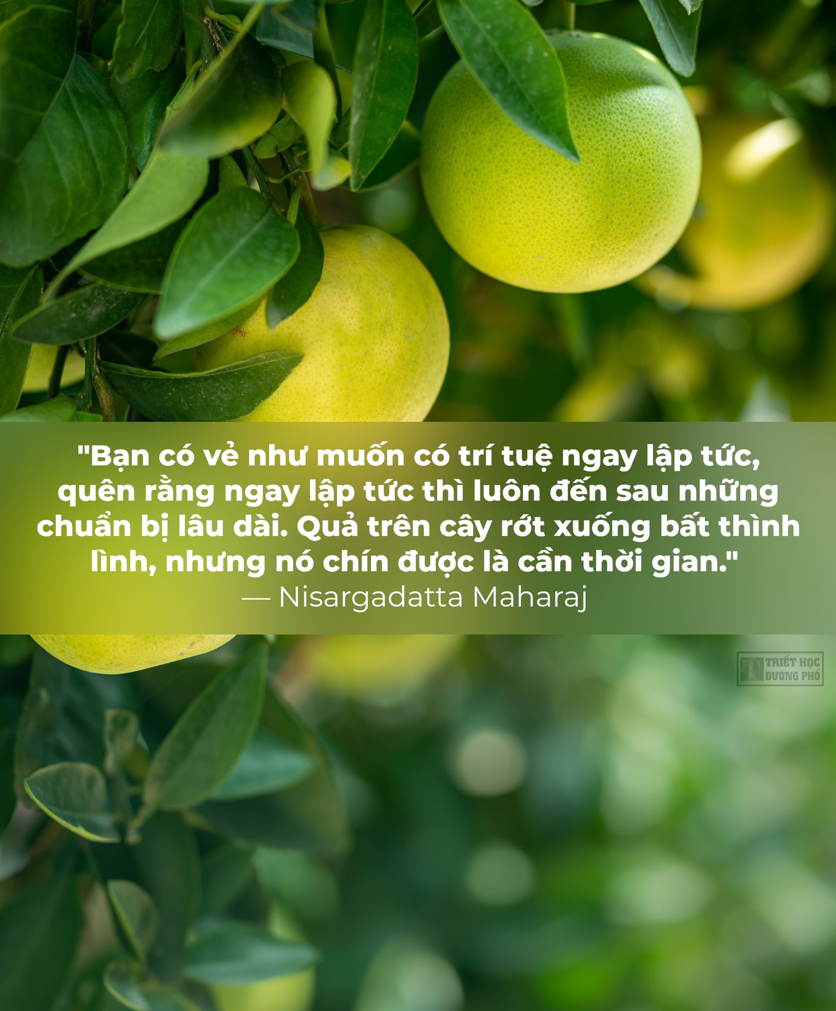 kiên nhẫn